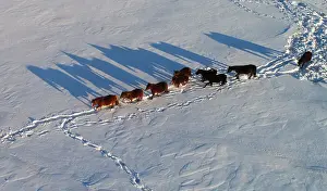 Environment Prints: An aerial view shows horses grazing on a snow-covered field outside the village of
