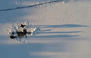 Epiphany Prints: An aerial view shows men making a cross-shaped ice hole on the frozen Yenisei River