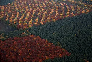 An aerial view shows a mixed forest on a sunny autumn day in Recklinghausen