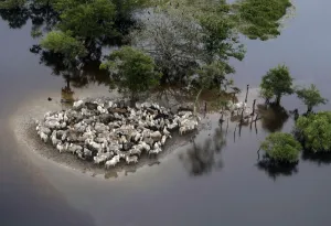 Bolivia Prints: An aerial view shows stranded cattle in the flooded region of Ballivian province in