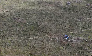Philippines Prints: An aerial view of toppled trees at the devastation of super Typhoon Haiyan in Samar