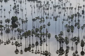 Abstract Prints: An aerial view of treetops and their reflections in a flooded area in Pathum Thani
