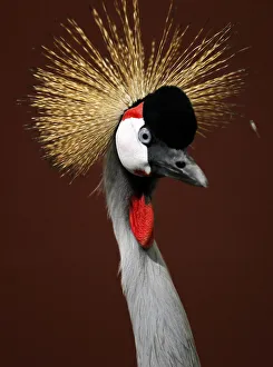 An African Crowned Crane found wandering the streets of Encinitas, California is shown