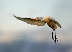 African Great White Egret flies in Okavango, Botswana