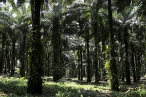 Guatemala Prints: African palm oil plantation run by NaturAceites is pictured in the village of Semuy II