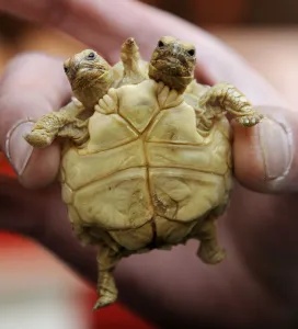 Images Dated 2011 March: An African spurred tortoise with two heads and five legs is displayed in Zilina