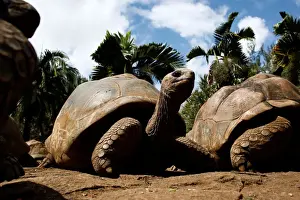 An Aldabra giant tortoise looks at visitors at the La Vanille Nature Park in Riviere des