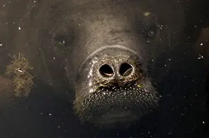 Prints of An Amazonian manatee which is in rehabilitation after sustaining injuries from hunting and fishing nets peers out of the water at the Center of Amazonian Manatees at Amana Lake in Maraa Brazil Prints: An Amazonian manatee which is in rehabilitation after sustaining injuries from hunting