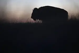 Mexico Prints: An American bison stands in the grasslands of the Janos Biosphere Reserve in Janos