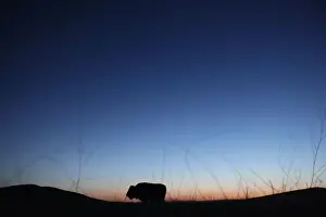Mexico Prints: An American bison stands in the grasslands of the Janos Biosphere Reserve in Janos
