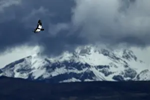 Latin America Prints: An Andean condor flies over the Colca canyon at the Colca valley in Arequipa