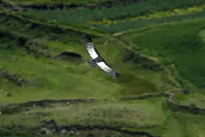 An Andean condor flies over the Colca canyon at the Colca valley in Arequipa