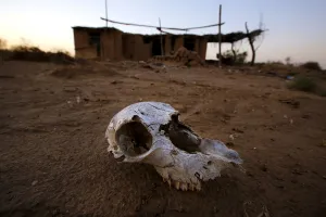 Climate Prints: An animal skull lies on the ground at an abandon farm, near the dried up Shiyang river