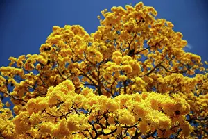 Araguaney tree, also known as Tabebuia chrysantha or Yellow Ipe, in Caracas