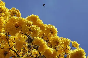 Araguaney tree, also known as Tabebuia chrysantha or Yellow Ipe, in Caracas