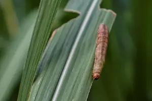 An armyworm, which usually comes out at night, is seen on sugar cane crop around dusk