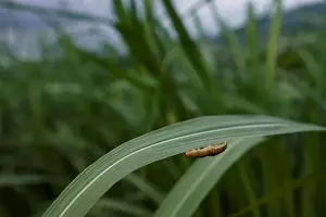 Crop Prints: An armyworm, which usually comes out at night, is seen on sugar cane crop around dusk
