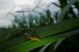 An armyworm, which usually comes out at night, is seen on sugar cane crop around dusk