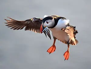 Animal Prints: An Atlantic Puffin with sand eels in its bill flies to its burrow on the island of Skomer