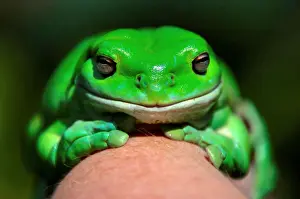 An Australian Green Tree frog sits on the hand of Potter during the launch of