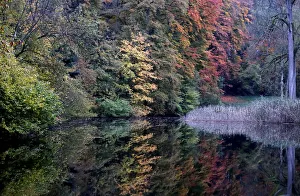 Belgium Prints: Autumn in a park in Gsbeek
