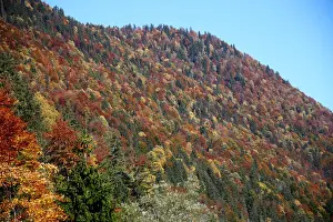 Weather Prints: Autumnal trees are seen during a sunny day at the Sylvenstein barrier lake