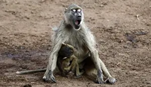 A baboon yawns while breastfeeding its baby at the Tsavo West national park within