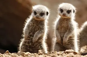 Two baby Meerkats stand in the sunshine in their enclosure at Chester Zoo