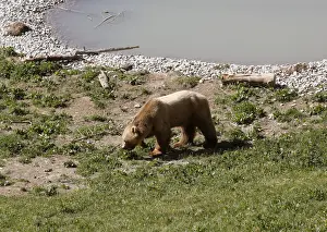 Bear Napa walks along a pond at the Arosa Baerenland sanctuary in the mountain resort of