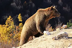 A bear prepares for hibernation at the Four Paws Bear Sanctuary in Pristina