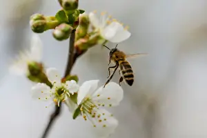 Serbia Prints: A bee collects nectar from a flower in a village of Ripanj near Belgrade