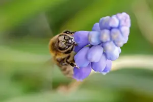 Serbia Prints: A bee collects nectar from a flower in a village of Ripanj near Belgrade