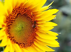 Agriculture Prints: A bee collects nectar on a sunflower in a field near Frauenkirchen in Austria
