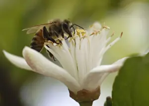 A bee collects pollen from a lemon blossom in a public park in Amman