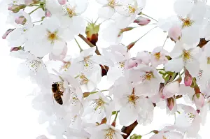 Belgium Prints: A bee searches for pollen among cherry blossoms on a sunny spring day in Brussels