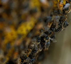 Europe Prints: Bees are seen on honeycombs inside a beehive in Gharghur