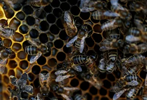 Europe Prints: Bees are seen on honeycombs inside a beehive in Gharghur
