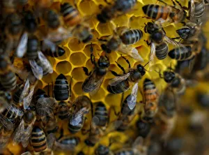 Europe Prints: Bees are seen on honeycombs inside a beehive in Gharghur