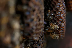 Europe Prints: Bees are seen on honeycombs inside a beehive in Gharghur