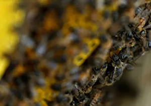 Europe Prints: Bees are seen on honeycombs inside a beehive in Gharghur
