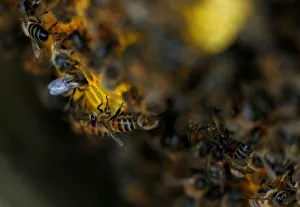 Europe Prints: Bees are seen on honeycombs inside a beehive in Gharghur