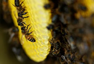 Europe Prints: Bees are seen on honeycombs inside a beehive in Gharghur