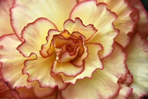 A Begonia is displayed at the Royal Horticultural Soceitys Chelsea Flower Show in