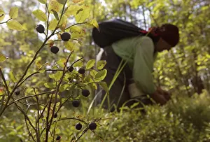 A Belarussian woman gathers blueberries in a marsh near the village of Borki