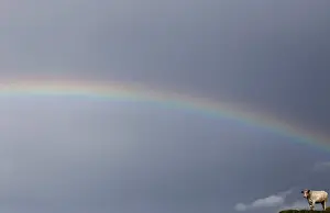A Belgian Blue cross cow stands under a rainbow on Lurigethan mountain in the Glens