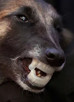 Belgium shepherd dog wears anti-bite protection on its teeth during presentation