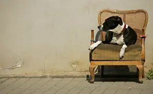 BEST QUALITY AVAILABLE A dog sits on an old chair in the sun in a street in Dresden