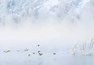 BEST QUALITY AVAILABLE Wild ducks fly across the Siberian river Yenisey at sub-zero