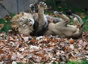 Bhanu, an Asiatic lion, rolls in leaves scented with cardamom