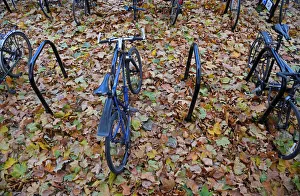 United Kingdom Prints: Bicycle bays are seen covered in fallen leaves in London, Britain